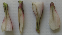 Nécrose vasculaire sur radis après coupe transversale